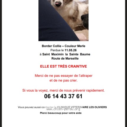 Photo de chien perdu à Saint Maximin La Sainte Baume