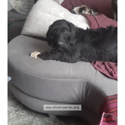 Photo de chien perdu à Vis En Artois