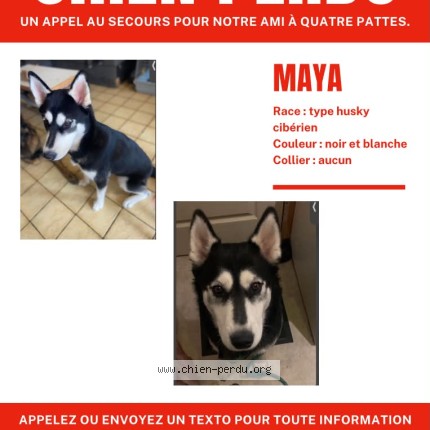 Photo de chien perdu à Cerizya
