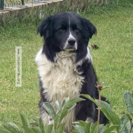 Photo 1/1 Chien trouvé Trouvé à Chaux Les Passavant