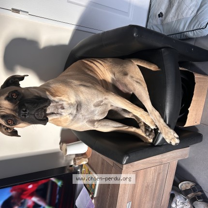 Photo de chien perdu à Courrieres