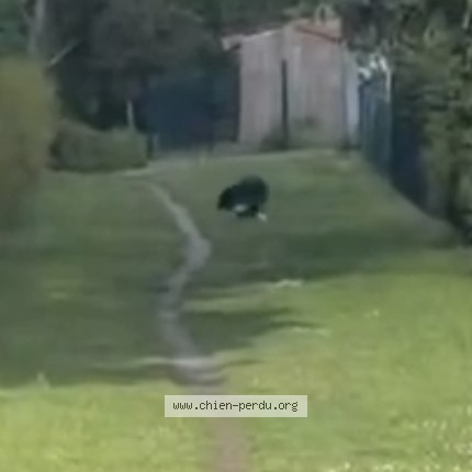 Photo de chien trouvé à Saint Avold