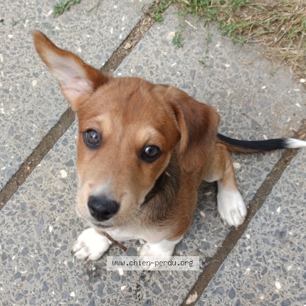 Photo de chien perdu à Flins Sur Seine