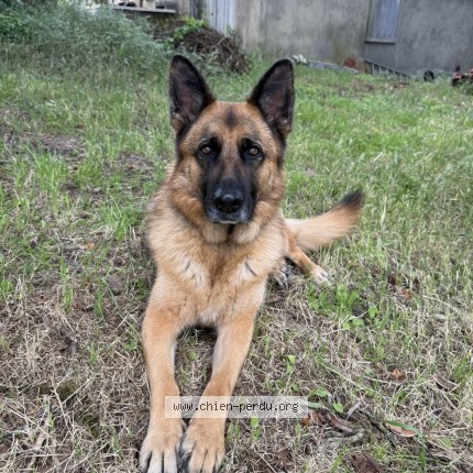 Photo de chien perdu à Condom
