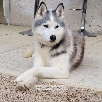 Photo 1/1 kiara Chien perdu à Chenoves