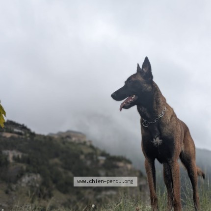 Photo de chien perdu à Grenoble
