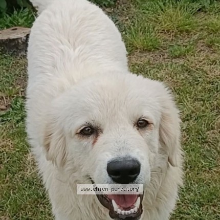 Photo de chien perdu à Aubiet