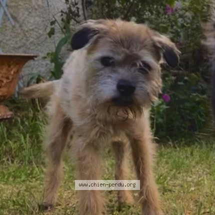 Photo 1/1 Tout-petit Chien perdu à Brantome En Perigord