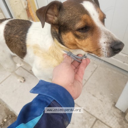 Photo de chien trouvé à Oisy Le Verger