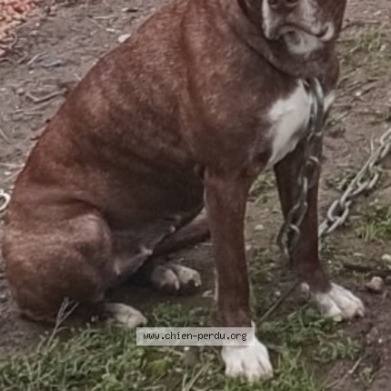 Photo de chien perdu à Douzens
