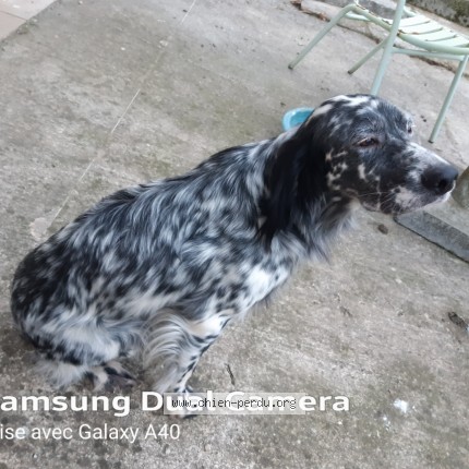 Photo de chien perdu à Saint Laurent Sur Manoir
