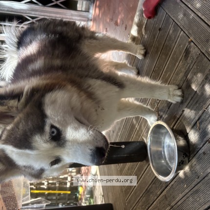 Photo de chien trouvé à Nice