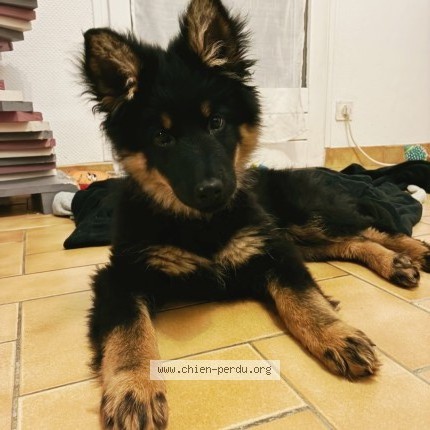 Photo 1/1 Aria Chien perdu à Noyal Sur Vilaine