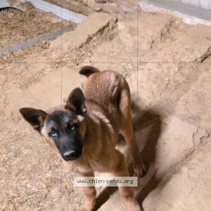 Photo 1/1 Apollo Chien perdu à Mercurol Veaunes