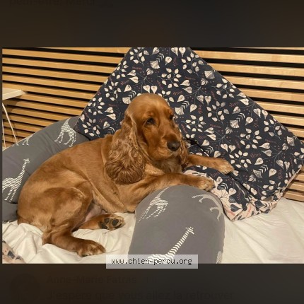 Photo 1/1 Nolly Chien perdu à Steenwerck