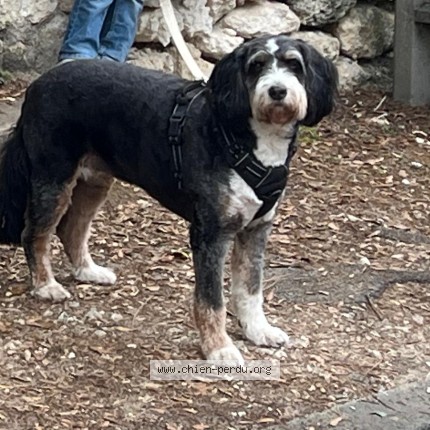 Photo 1/1 Chien retrouvé Perdu à Saint Palais Sur Mer