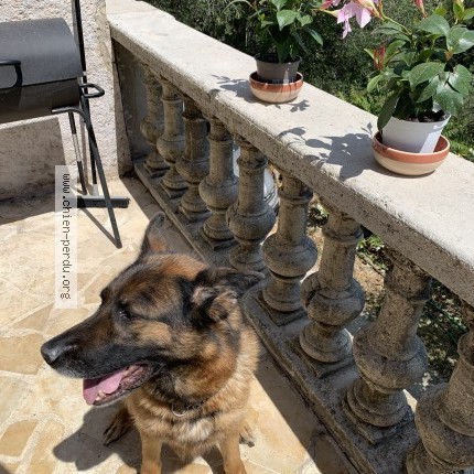 Photo 1/1 Chien retrouvé Perdu à Saint Cecile