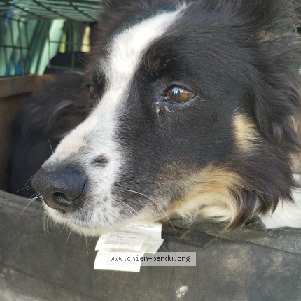Photo de chien perdu à Noyan Villages
