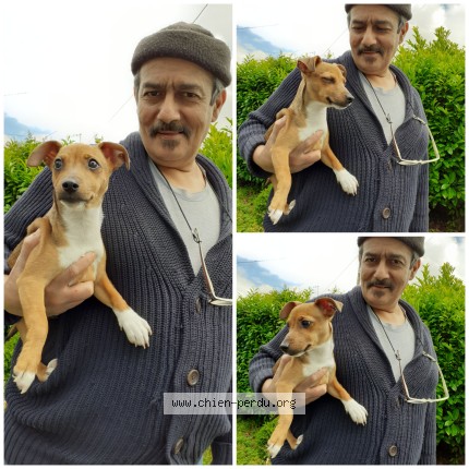 Photo 2/3 Sultan Chien perdu à Ruan Sur Egvonne
