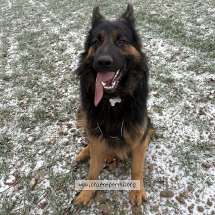 Photo de chien perdu à La Maison Dieu