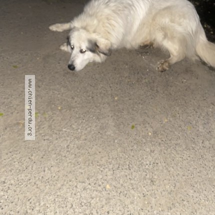 Photo de chien trouvé à Pornic