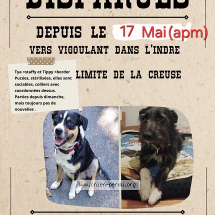 Photo 1/1 Tippy Chien perdu à Vijon