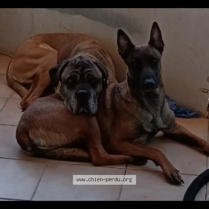 Photo 1/1 Chien retrouvé Perdu à Toulon
