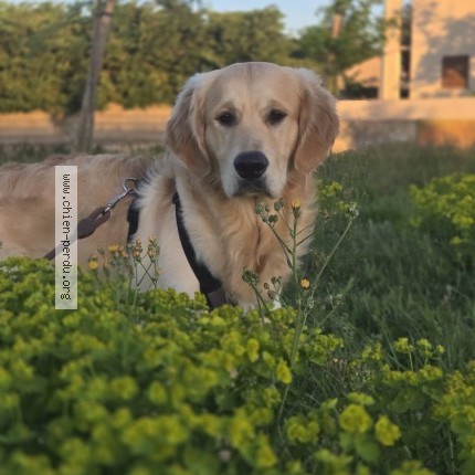 Photo de chien perdu à Pignan