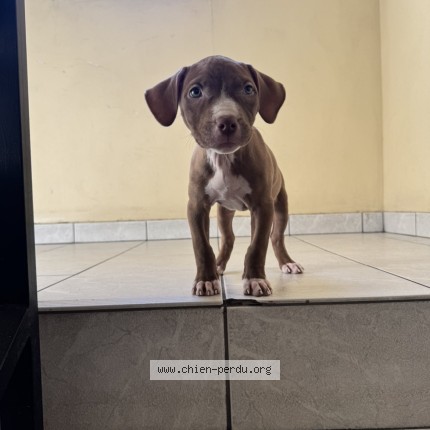 Photo 1/1 Chien retrouvé Perdu à Drancy
