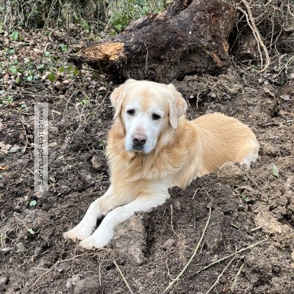 Photo de chien perdu à Damblainville