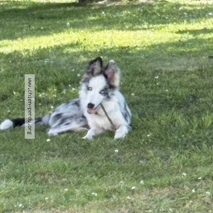 Photo 1/1 aslo Chien perdu à Momuy