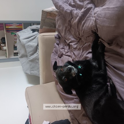 Photo de chien trouvé à La Fleuriais