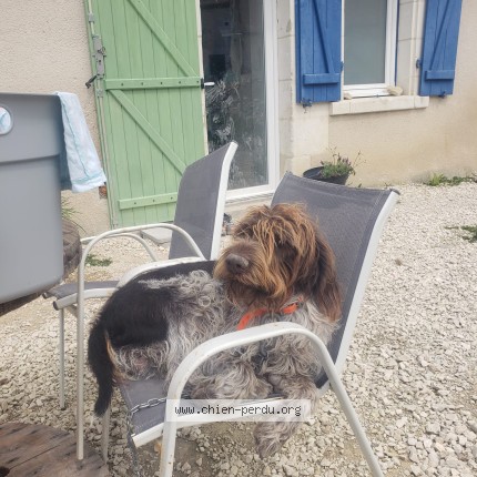 Photo de chien perdu à Charnizay
