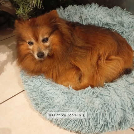 Photo de chien perdu à Echirolles