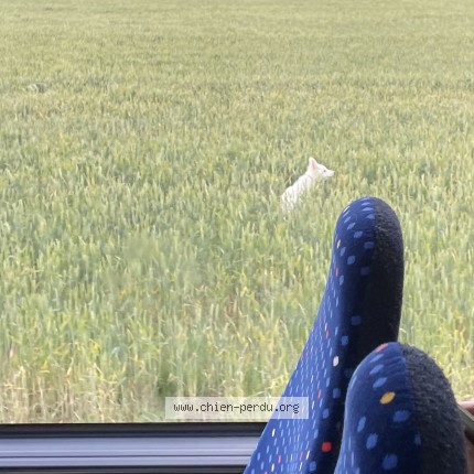 Photo de chien trouvé à Sempes Ste Maure De Touraine