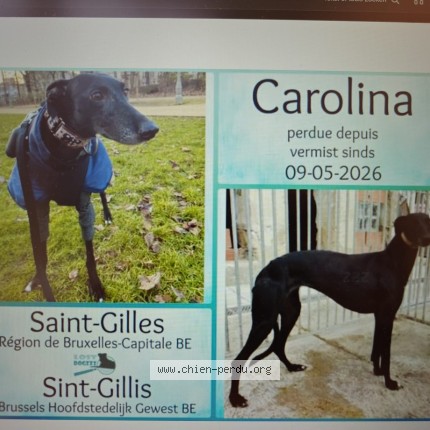 Photo 1/1 Carolina Chien perdu à Saint Gilles