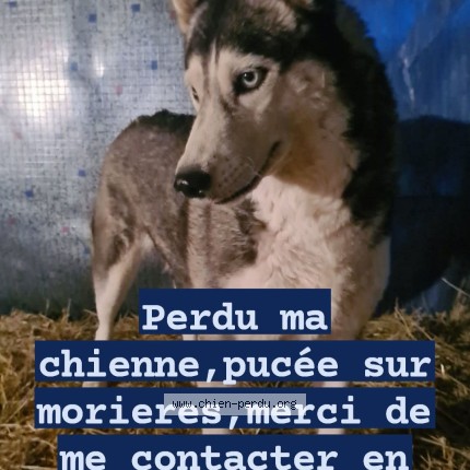 Photo de chien perdu à Morieres Les Avignon