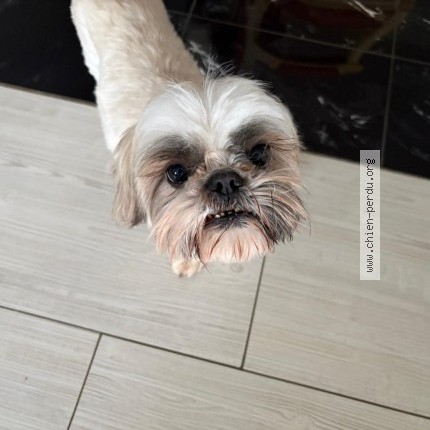 Photo 1/1 Chien retrouvé Perdu à Meulan En Yvelines