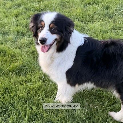 Photo de chien perdu à Sabonneres
