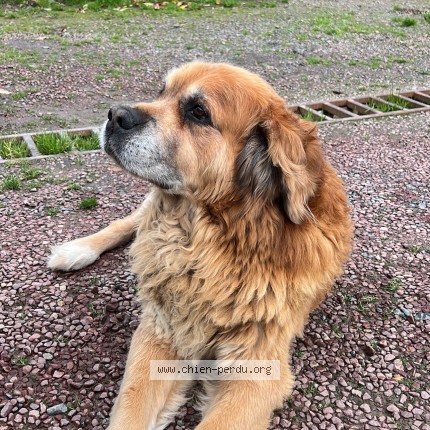 Photo 1/1 oscar Chien perdu à Guilberville
