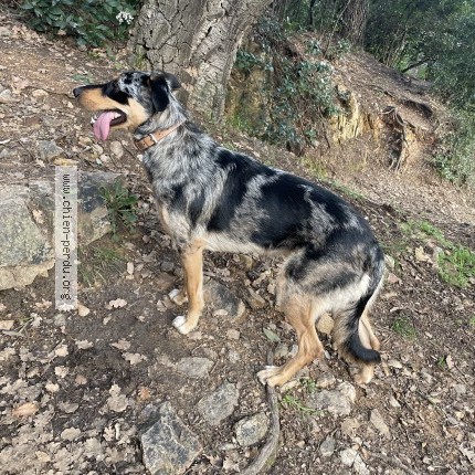 Photo de chien perdu à Saint Raphael