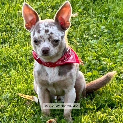 Photo de chien perdu à Cugnaux