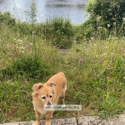 Photo 1/1 Chien retrouvé Trouvé à Nantes