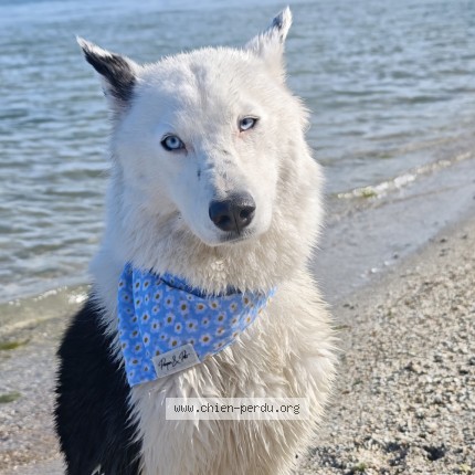 Photo de chien perdu à Istres