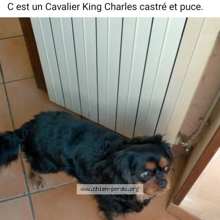 Photo de chien perdu à La Ferte Hauterive