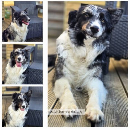 Photo de chien perdu à Saintes