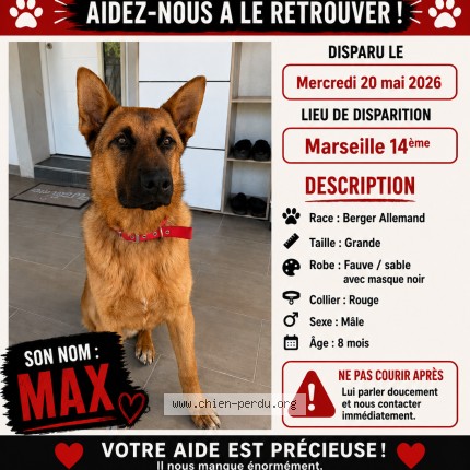 Photo 1/1 max Chien perdu à Marseille 14e Arrondissement
