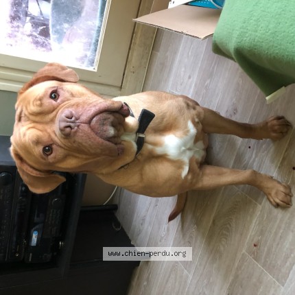 Photo de chien perdu à Wattignies