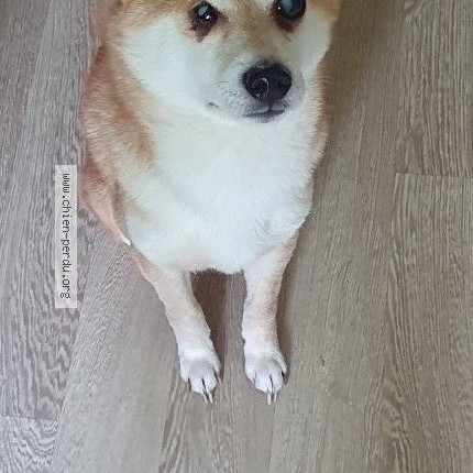Photo 1/1 Chien retrouvé Perdu à Castres