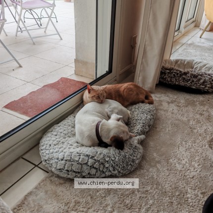 Photo de chien perdu à Saint Paul Et Valmalle